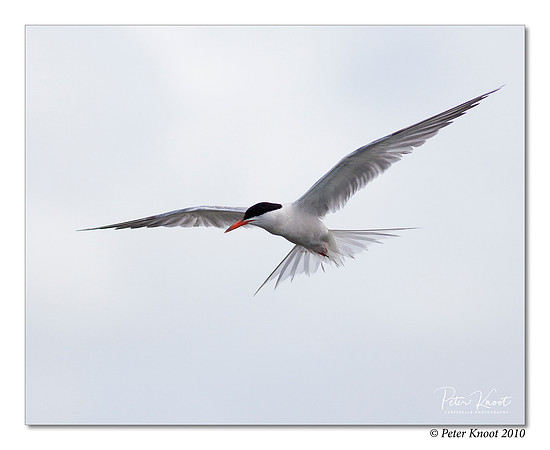 Common Tern