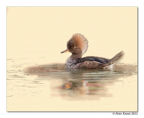 Hooded Merganser