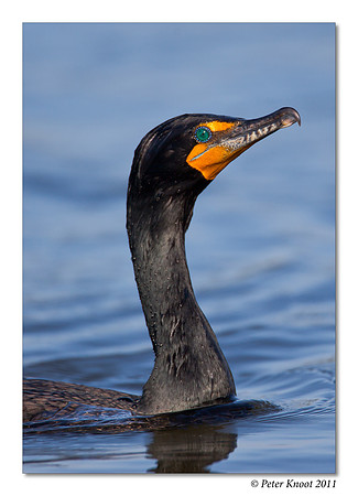 Double-crested Cormorant
