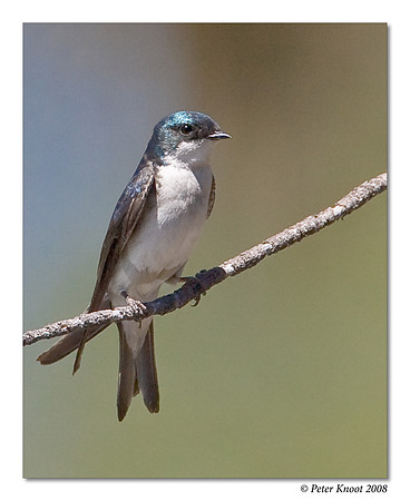 Tree Swallow
