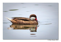 White-cheeked Pintail