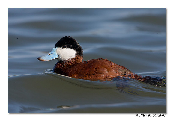 Ruddy Duck