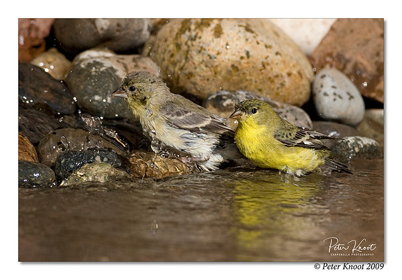 Lesser Goldfinch