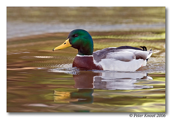 peter_mallard_1