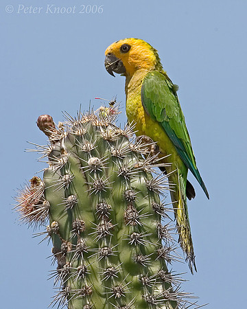 Brown-throated Parakeet
