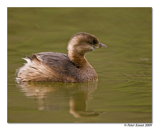 Pied-billed Grebe