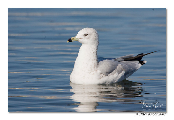 Ring-billed Gull