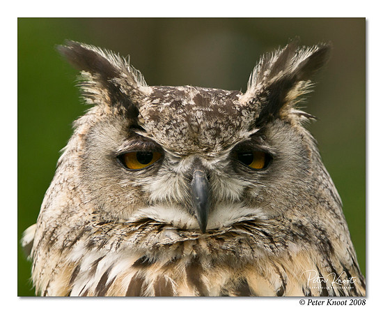 Eurasian Eagle Owl