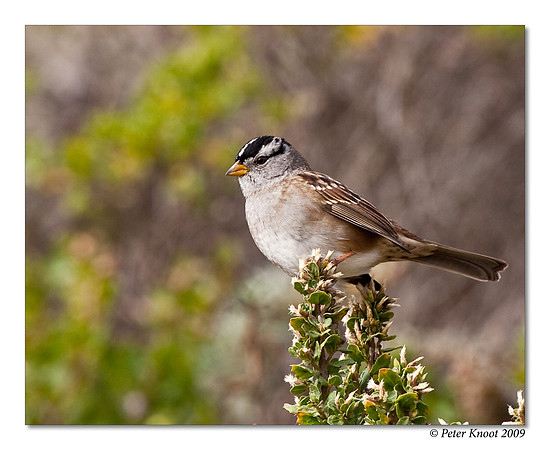 White-crowned Sparrow