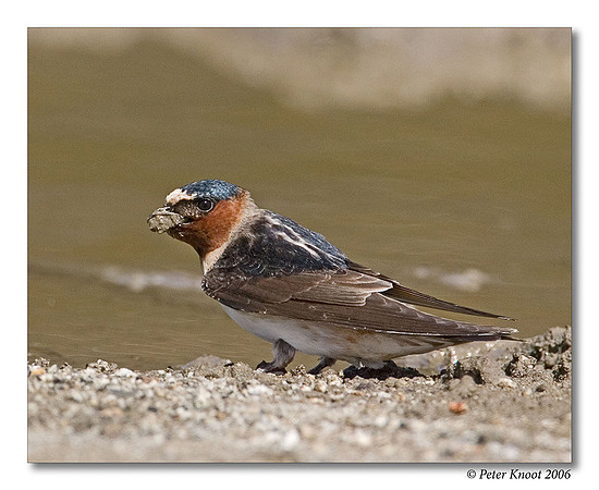 Cliff Swallow