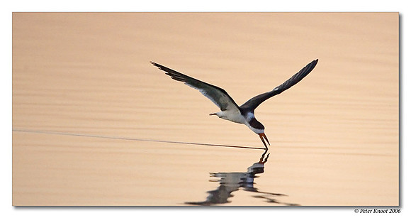 Black Skimmer