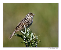 Vesper Sparrow