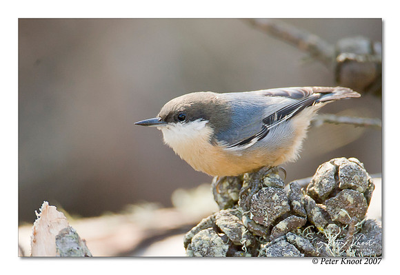 peter_pygmy_nuthatch_5
