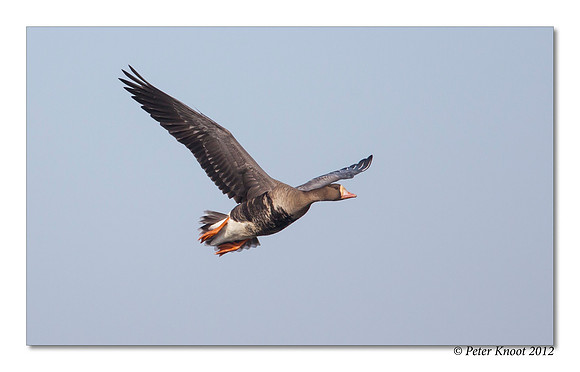 Greater White-fronted Goose