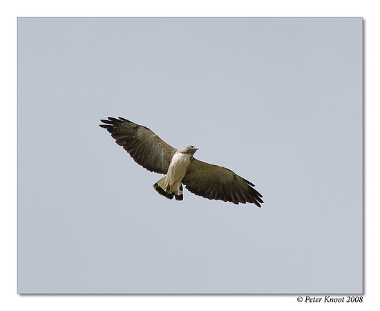 White-tailed Hawk
