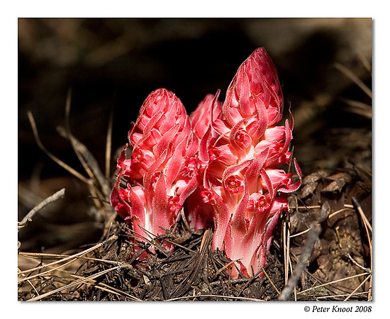 peter_snowplant_1