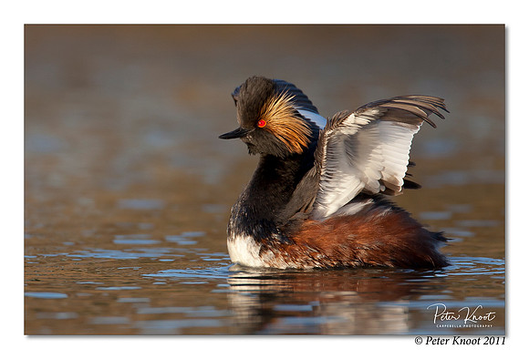Eared Grebe
