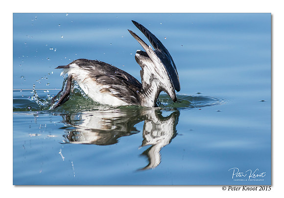 Common Murre