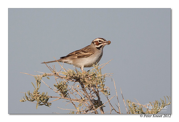Lark Sparrow