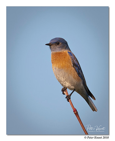 Western Bluebird