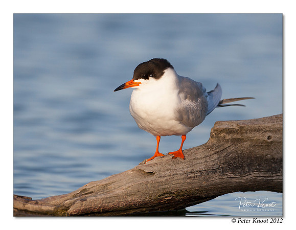 Forster's Tern