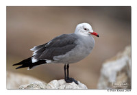 Heermann's Gull