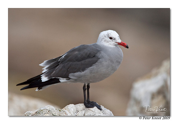 Heermann's Gull