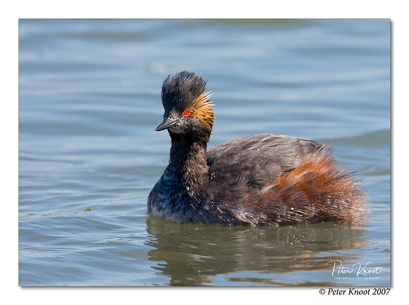 Eared Grebe