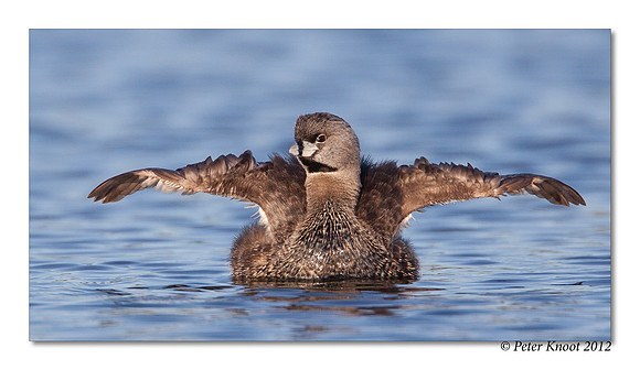 Pied-billed Grebe