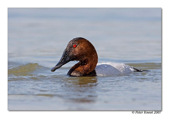 peter_canvasback_15