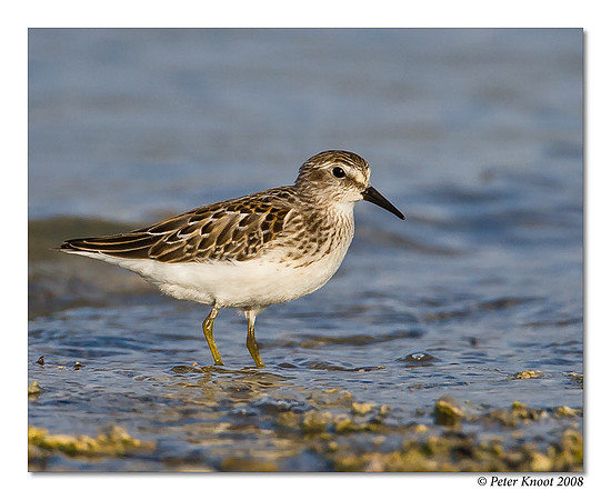 Least Sandpiper