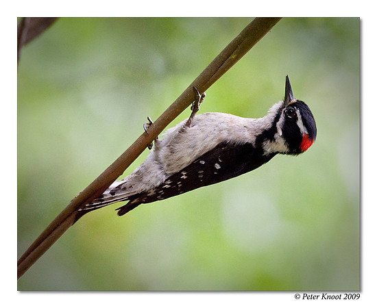 Nuttall's Woodpecker
