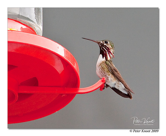 Calliope Hummingbird