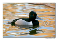 Ring-necked Duck