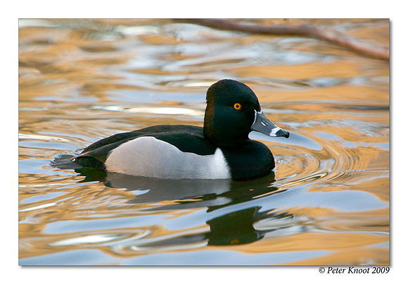 Ring-necked Duck