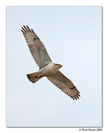 Ferruginous Hawk