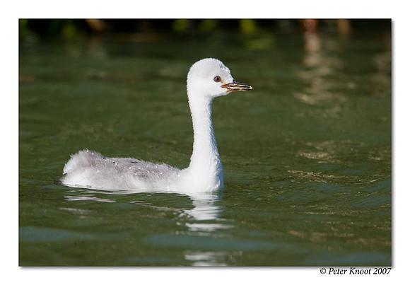 Clark's Grebe
