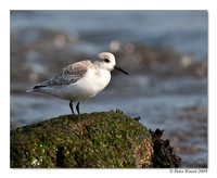Sanderling