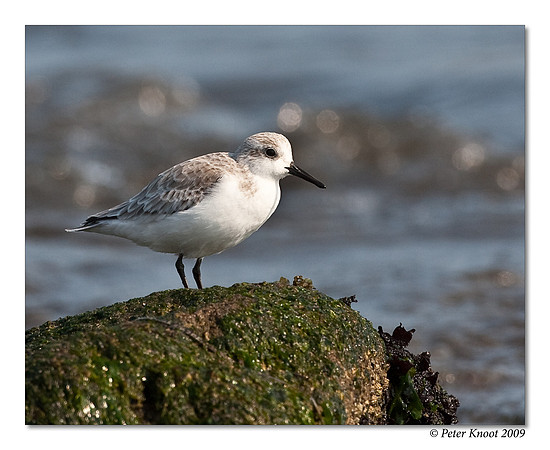 Sanderling