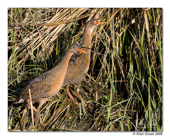 Ridgway's Rail