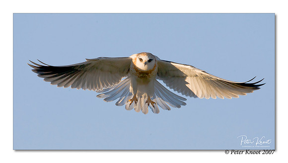 White-tailed Kite
