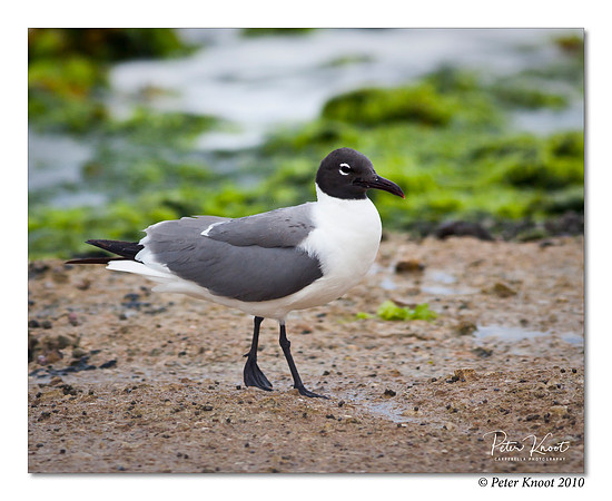Laughing Gull
