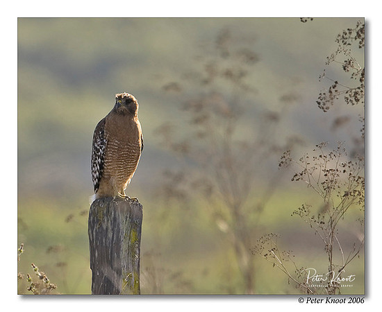 Red-shouldered Hawk