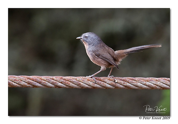 Wrentit