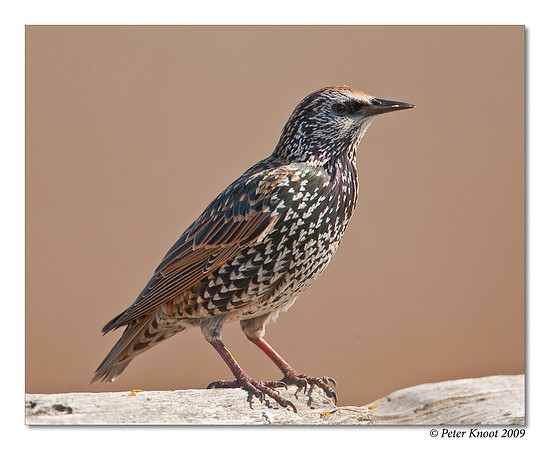 European Starling