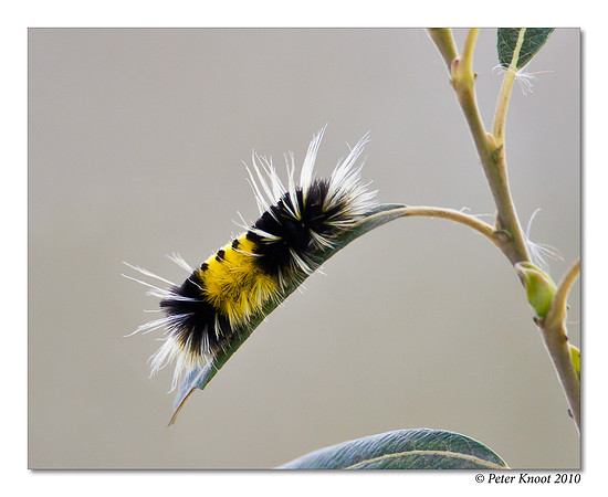 Spotted Tussock Caterpillar