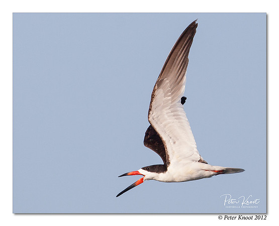 Black Skimmer
