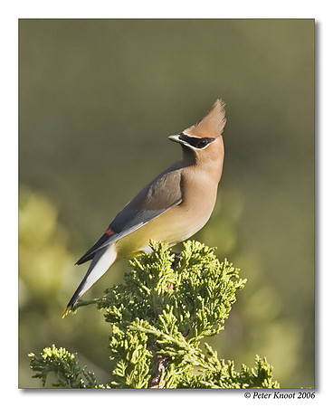 peter_cedar_waxwing_7