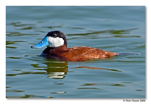 peter_ruddy_duck_4