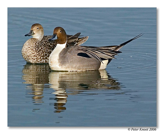 peter_northern_pintail_5